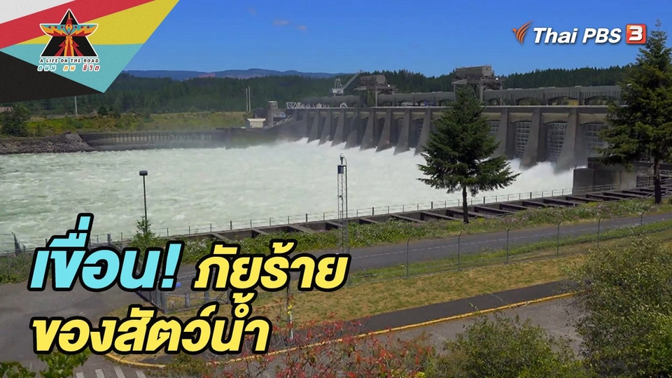 เขื่อน ! ภัยร้ายของสัตว์น้ำ