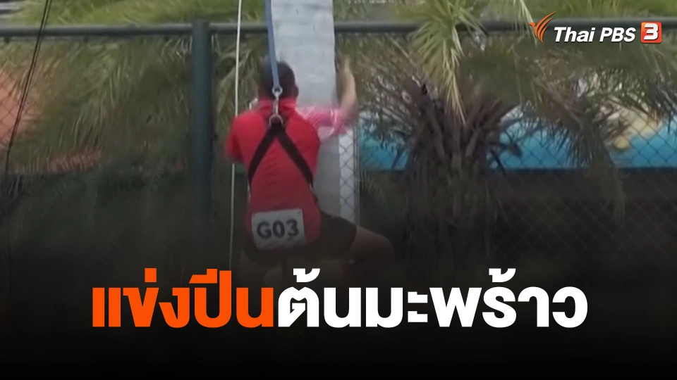 แข่งปีนต้นมะพร้าว