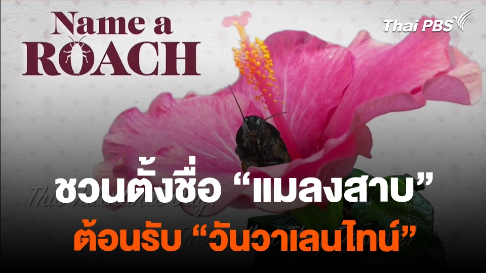 สวนสัตว์ชวนตั้งชื่อ "แมลงสาบ" รับวันวาเลนไทน์