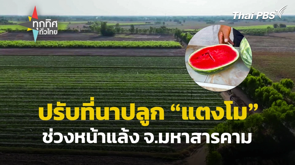 ปรับที่นาปลูก จ.มหาสารคาม "แตงโม" ช่วงหน้าแล้ง