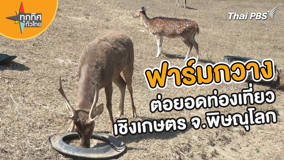 ไอเดียทำฟาร์มกวาง ต่อยอดเกษตรเชิงท่องเที่ยว จ.พิษณุโลก