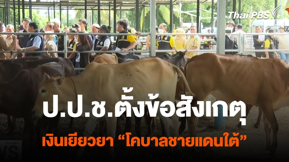 ป.ป.ช.ตั้งข้อสังเกตุ เงินเยียวยา "โคบาลชายแดนใต้" | ข่าวค่ำมิติใหม่ | 15 ก.พ. 67