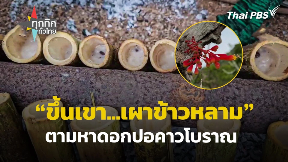 "ขึ้นเขา...เผาข้าวหลาม" ตามหาดอกปอคาวโบราณ