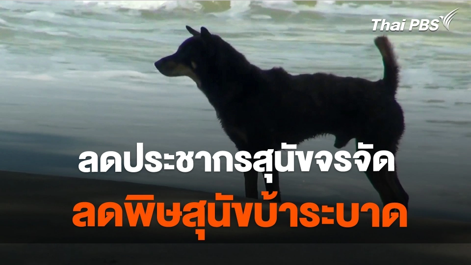 ลดประชากรสุนัขจรจัด ลดพิษสุนัขบ้าระบาด