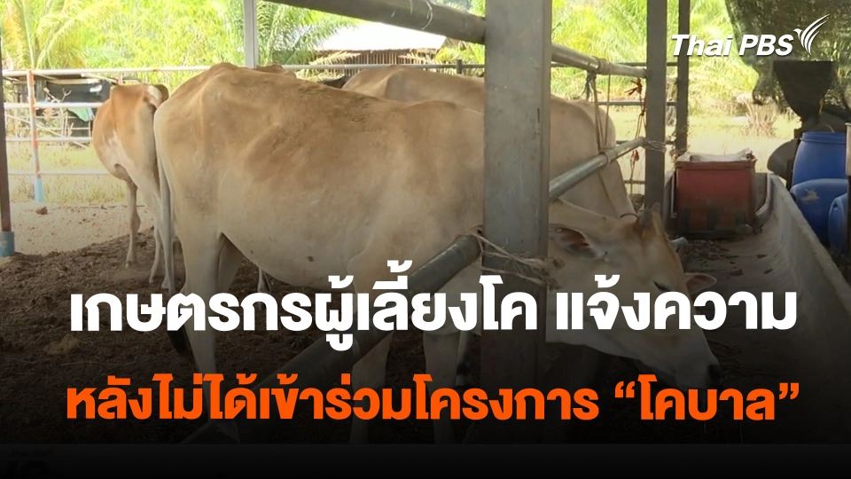 เกษตรกรผู้เลี้ยงโค แจ้งความ หลังไม่ได้เข้าร่วมโครงการ "โคบาล" | ข่าวค่ำมิติใหม่ | 16 ก.พ. 67