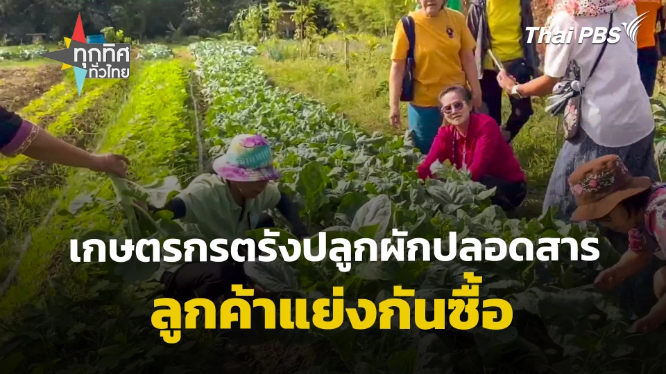 เกษตรกร จ.ตรัง ปลูกผักปลอดสาร ลูกค้าแย่งกันซื้อ