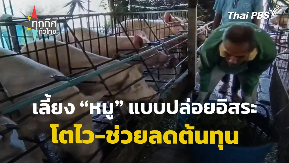 เลี้ยง "หมู" แบบปล่อยอิสระ โตไว-ช่วยลดต้นทุน