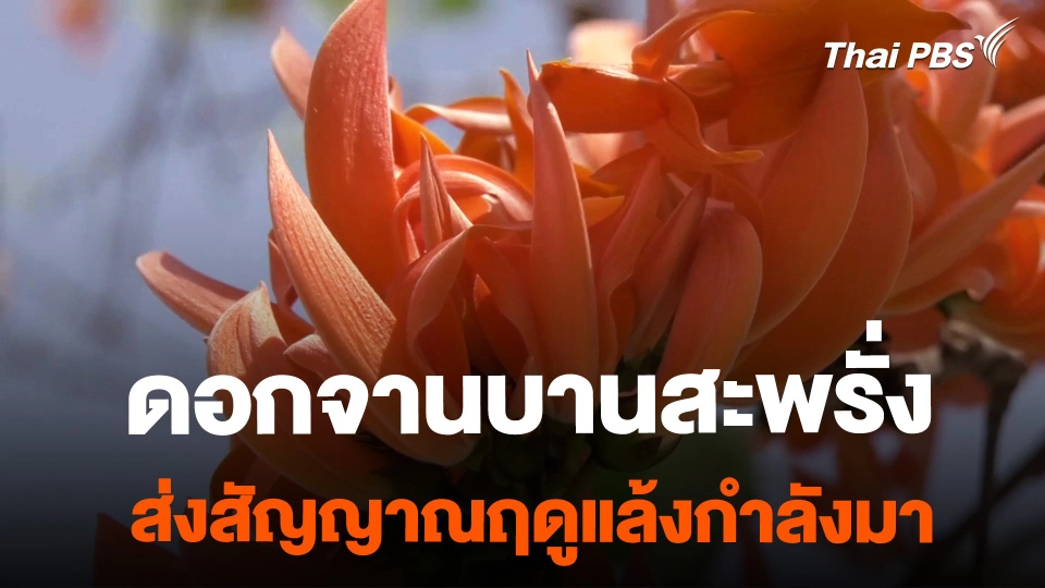 ดอกจานบานสะพรั่ง ส่งสัญญาณฤดูแล้งกำลังมา