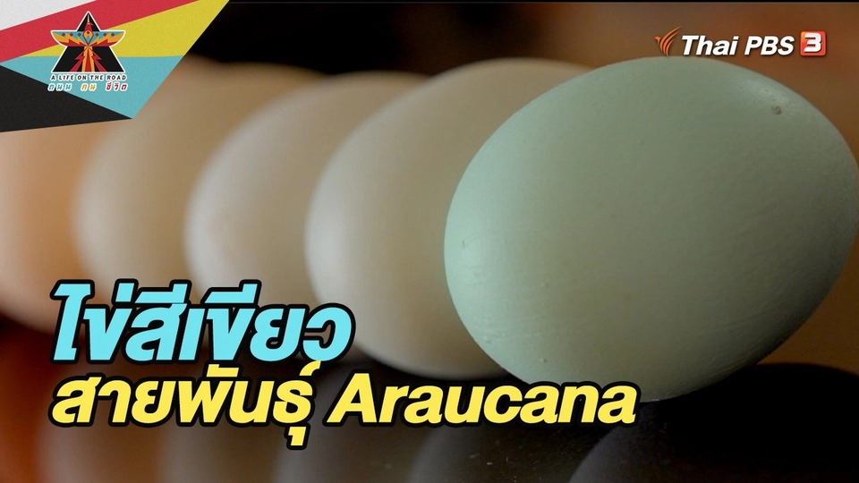 ไข่สีเขียว สายพันธุ์ Araucana