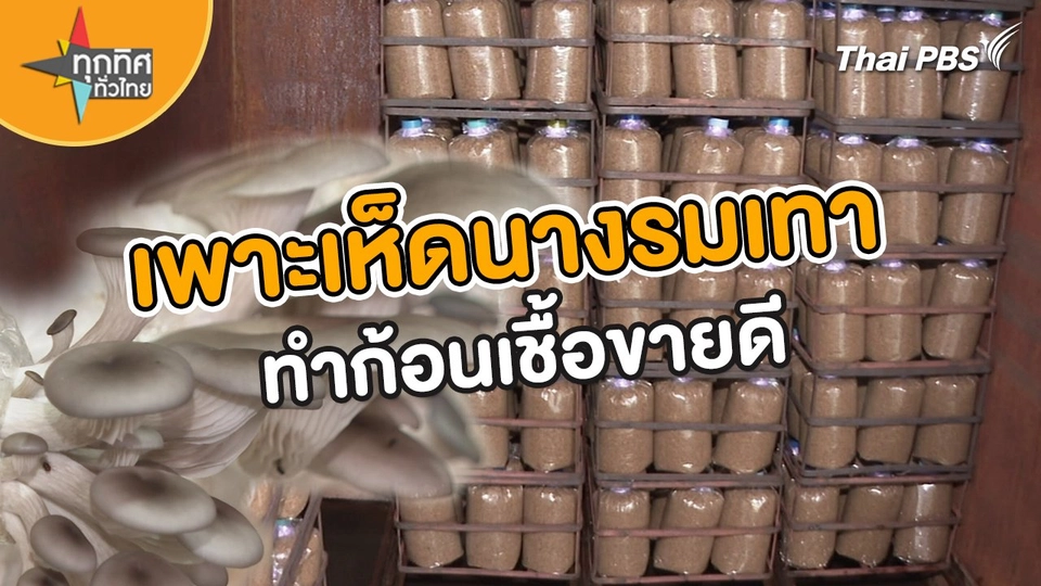 อาชีพทั่วไทย : เพาะเห็ดนางรมเทาทำก้อนเชื้อขายดี