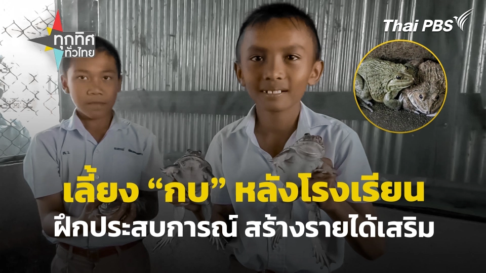 เลี้ยง "กบ" หลังโรงเรียน ฝึกประสบการณ์ สร้างรายได้เสริม