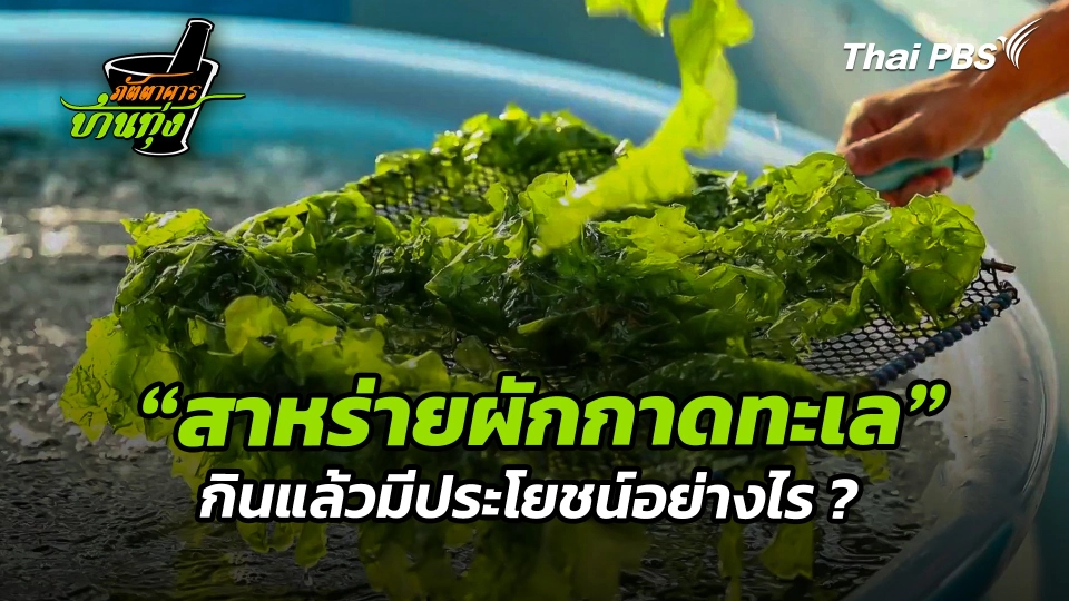 เปิดสรรพคุณ "สาหร่ายผักกาดทะเล" มีประโยชน์อย่างไร ?
