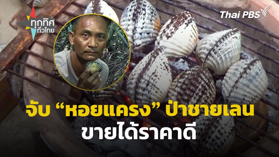 จับ "หอยแครง" ป่าชายเลน จ.ตรัง ขายได้ราคาดี