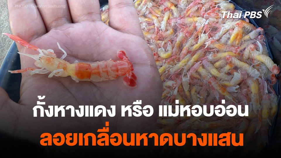 กั้งหางแดง หรือ แม่หอบอ่อน ลอยเกลื่อนหาดบางแสน จ.ชลบุรี