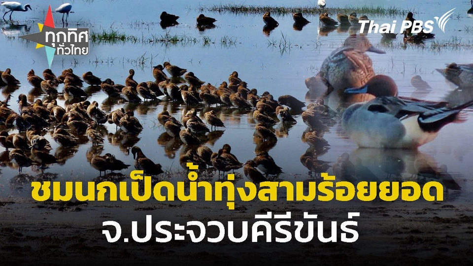 ชมนกเป็ดน้ำทุ่งสามร้อยยอด จ.ประจวบคีรีขันธ์