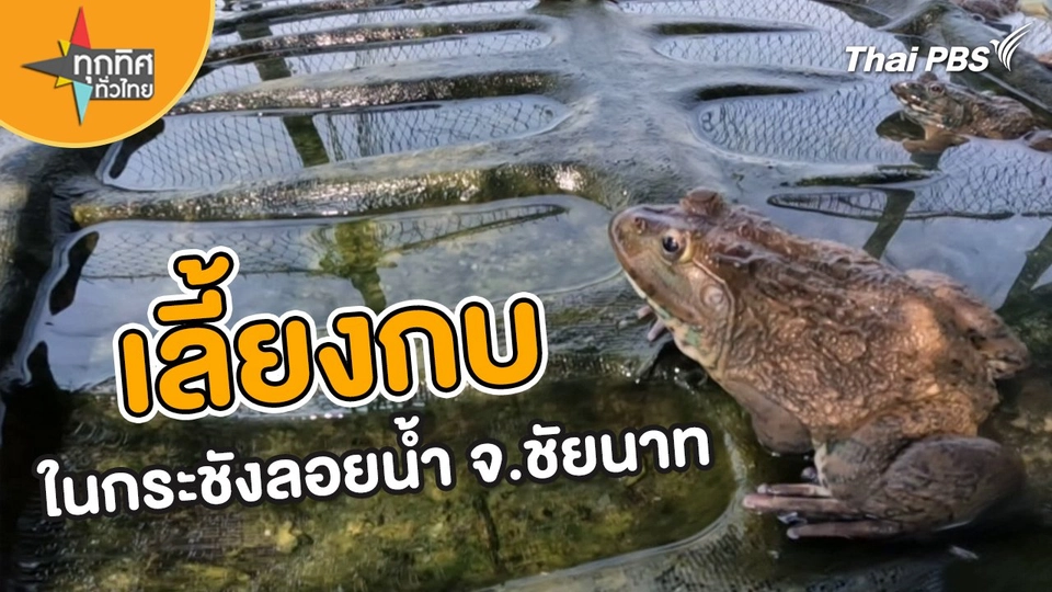 อาชีพทั่วไทย : เลี้ยงกบในกระชังลอยน้ำ จ.ชัยนาท