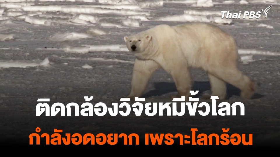 ติดกล้องวิจัยหมีขั้วโลก พบผอมโซ โยงโลกร้อน