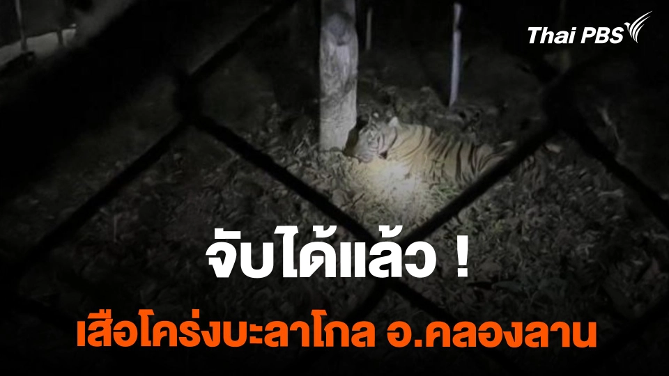 จับเสือโคร่ง "บะลาโกล" ที่ อ.คลองลาน ได้แล้ว สภาพผอมโซ