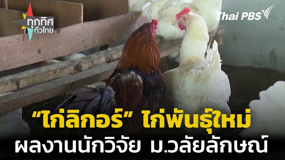 ไก่ลิกอร์ ไก่พันธุ์ใหม่ ผลงานนักวิจัย ม.วลัยลักษณ์