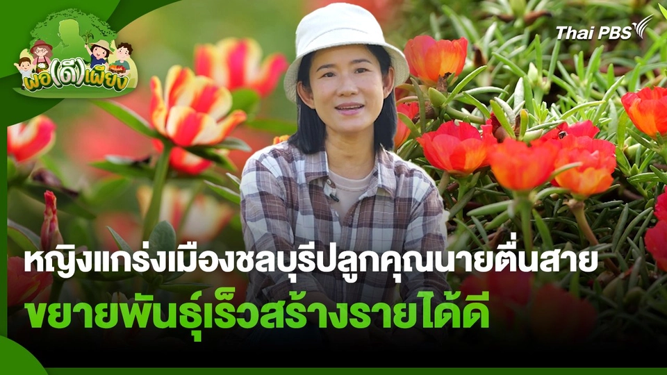 พอดีพอเพียง : หญิงแกร่งเมืองชลบุรีปลูกคุณนายตื่นสายขยายพันธุ์เร็วสร้างรายได้ดี