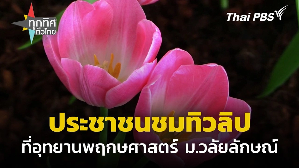 ประชาชนชมทิวลิปที่อุทยานพฤกษศาสตร์ ม.วลัยลักษณ์