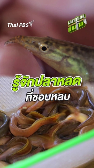 รู้จักปลาหลด ที่ชอบหลบ