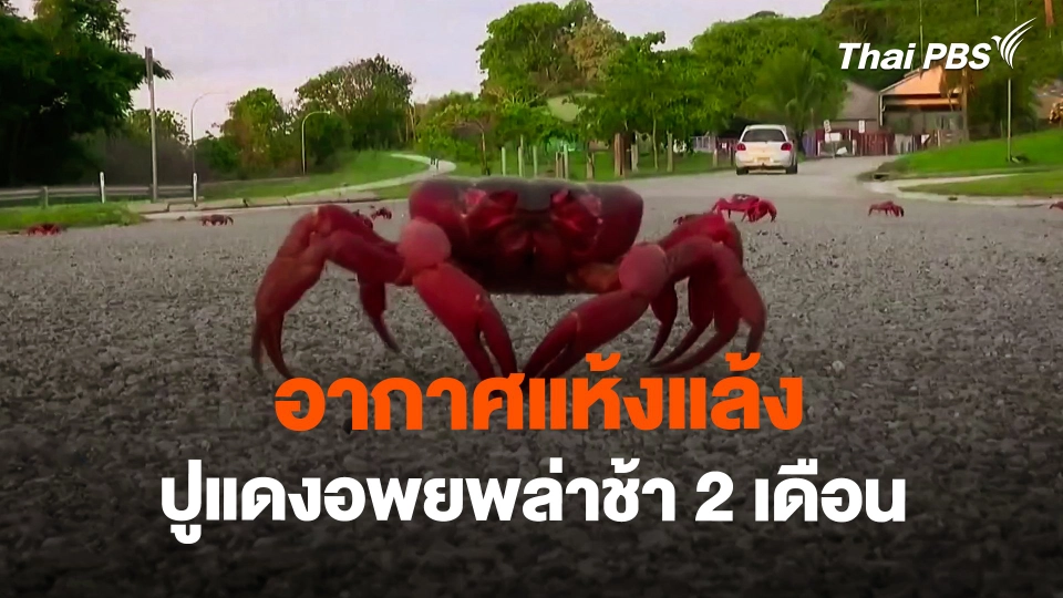 อากาศแห้งแล้ง ทำปูแดงอพยพล่าช้า 2 เดือน