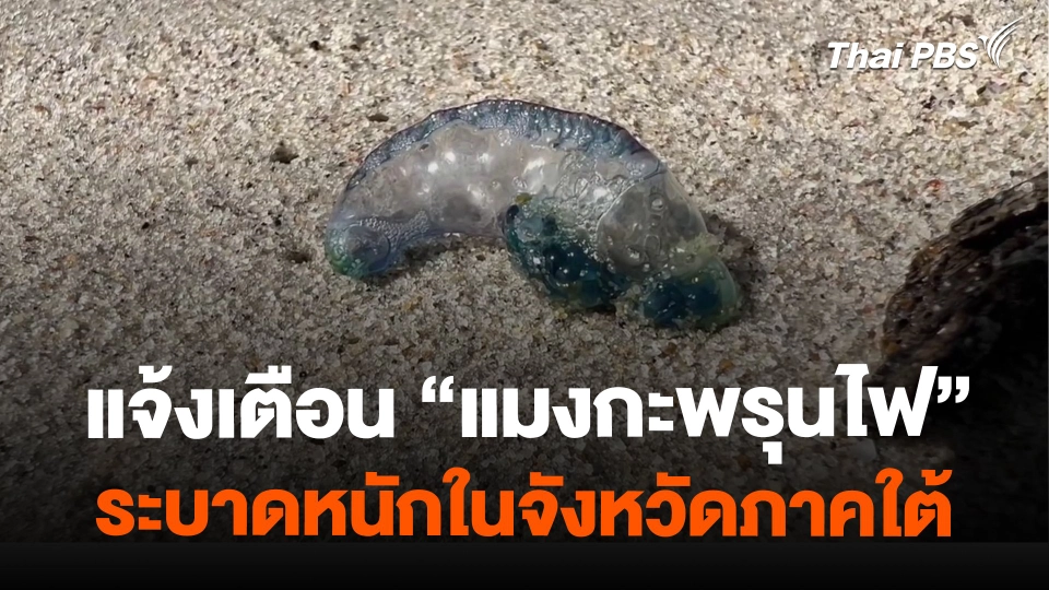 แจ้งเตือนแมงกะพรุนพิษ ระบาดหนักในภาคใต้
