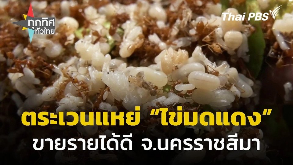 ตระเวนแหย่ "ไข่มดแดง" รายได้ดี