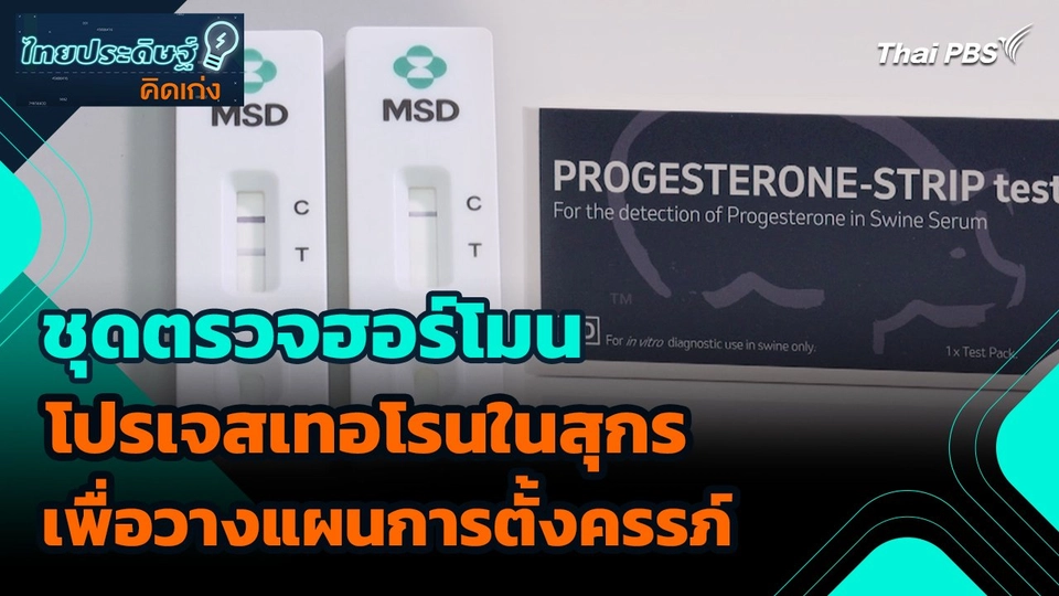 ไทยประดิษฐ์คิดเก่ง : ชุดตรวจฮอร์โมนโปรเจสเทอโรนในสุกรเพื่อวางแผนการตั้งครรภ์