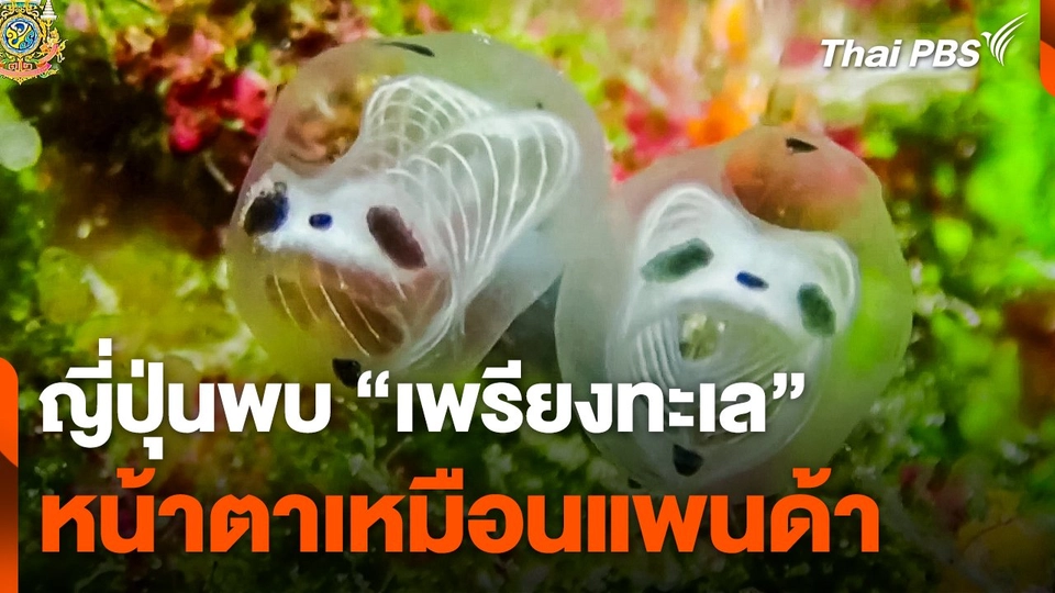 ญี่ปุ่นพบ "เพรียงทะเล" หน้าตาเหมือน "แพนด้า"