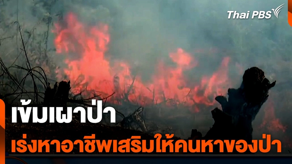 เชียงใหม่  เข้มงวดเผาป่า- เร่งหาอาชีพเสริมให้ผู้หาของป่า | วันใหม่ไทยพีบีเอส
