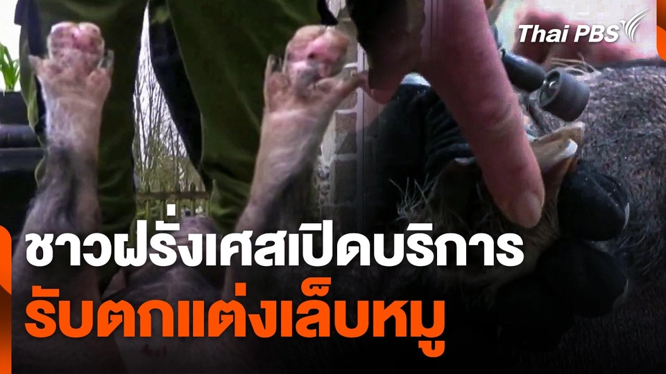ชาวฝรั่งเศสเปิดบริการรับตกแต่งเล็บหมู