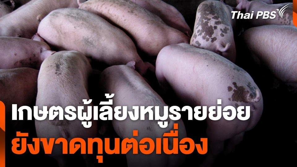เกษตรผู้เลี้ยงหมูรายย่อย ยังขาดทุนต่อเนื่อง