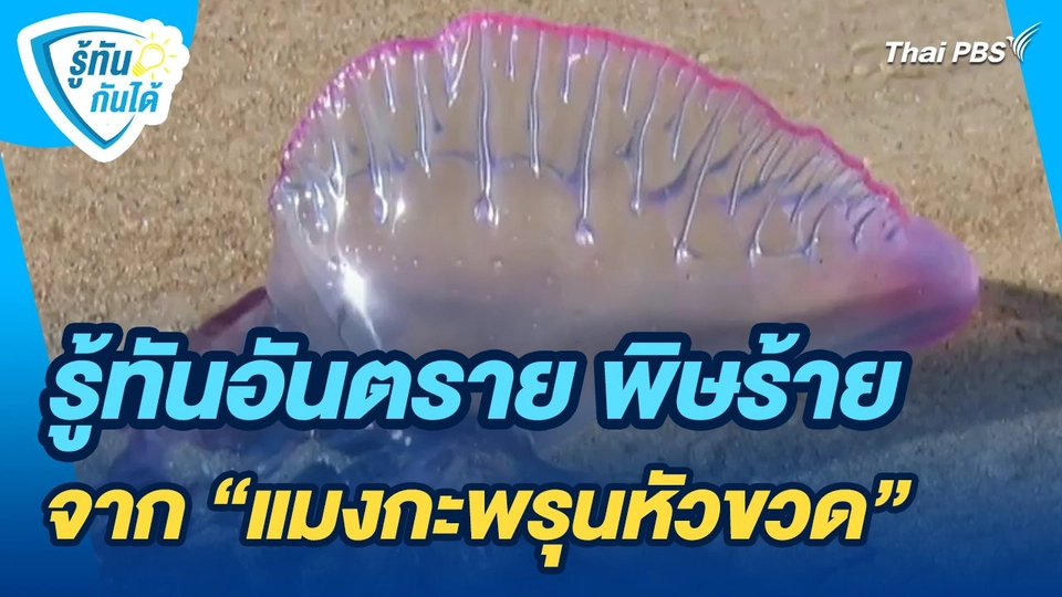 รู้ทันกันได้ : รู้ทันอันตราย พิษร้ายจาก "แมงกะพรุนหัวขวด"