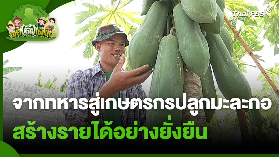 พอดีพอเพียง : จากทหารสู่เกษตรกรปลูกมะละกอ สร้างรายได้อย่างยั่งยืน