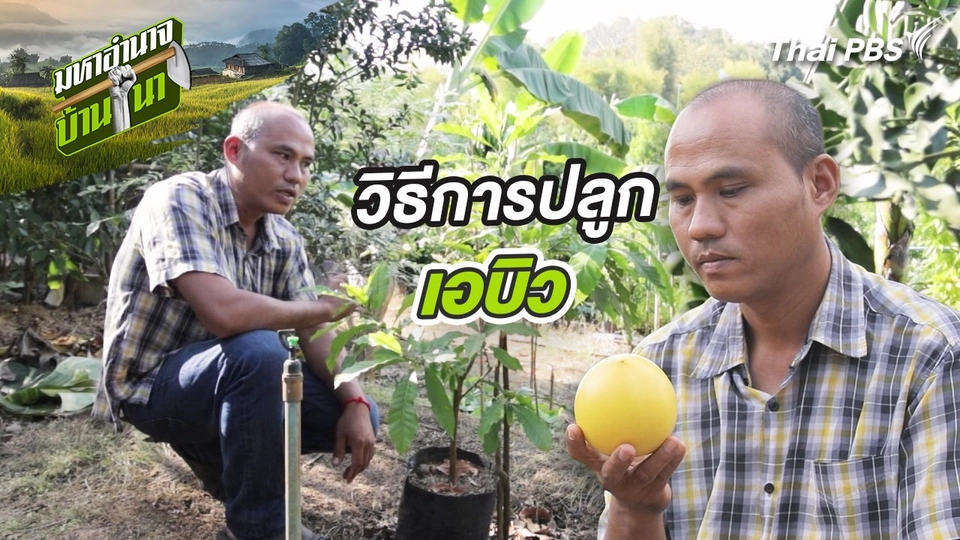 สูตรลับฉบับบ้านนา : วิธีการปลูกเอบิว