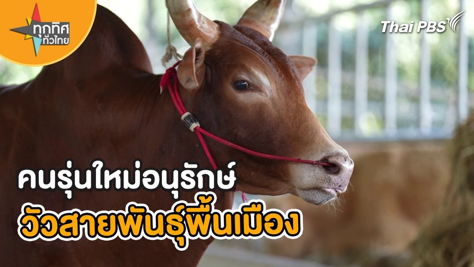คนรุ่นใหม่ อนุรักษ์วัวสายพันธุ์พื้นเมือง