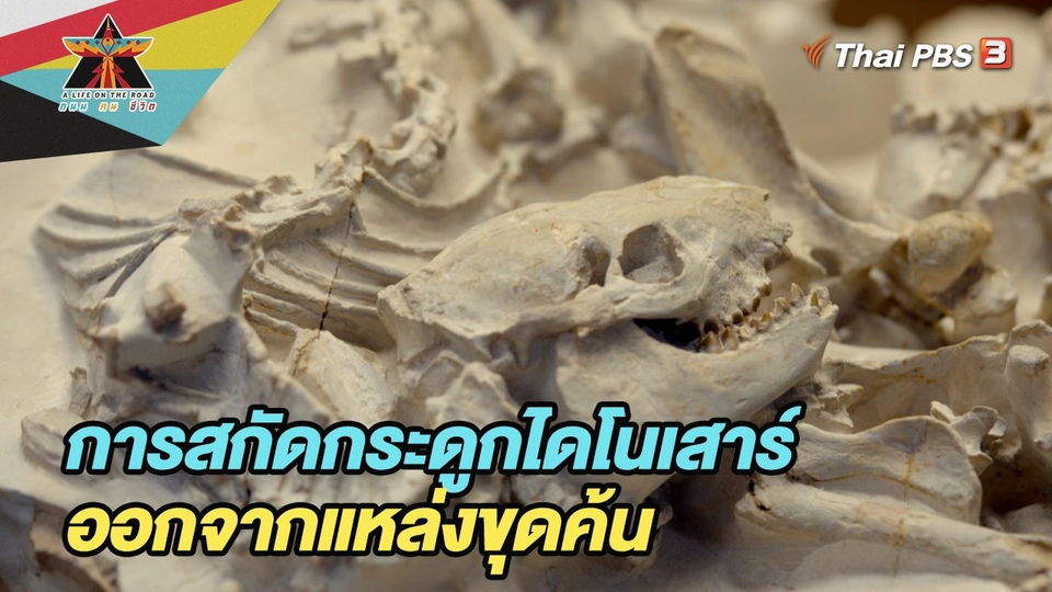 การสกัดกระดูกไดโนเสาร์ออกจากแหล่งขุดค้น