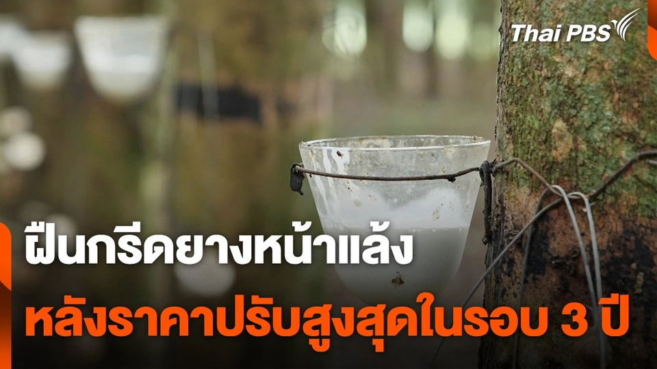 ฝืนกรีดยางหน้าแล้ง เพราะราคาขายพุ่งสูงสุดในรอบ 3 ปี