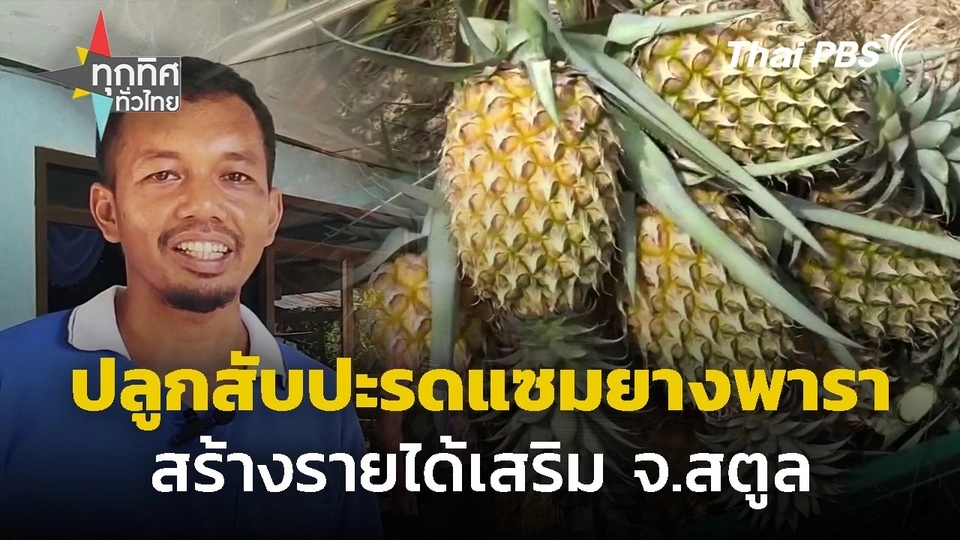 ปลูกสับปะรดแซมยางพาราสร้างรายได้เสริม