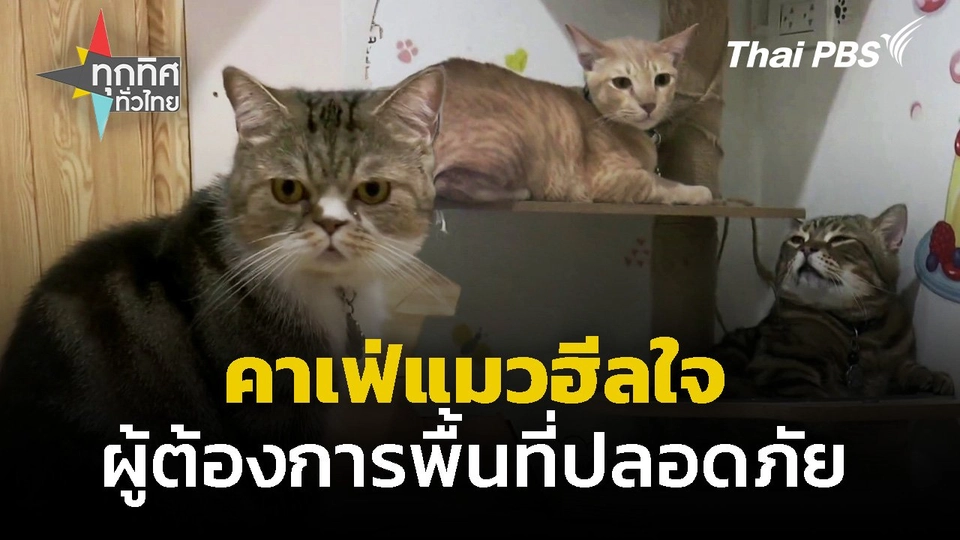 คาเฟ่แมวฮีลใจ ผู้ต้องการพื้นที่ปลอดภัย