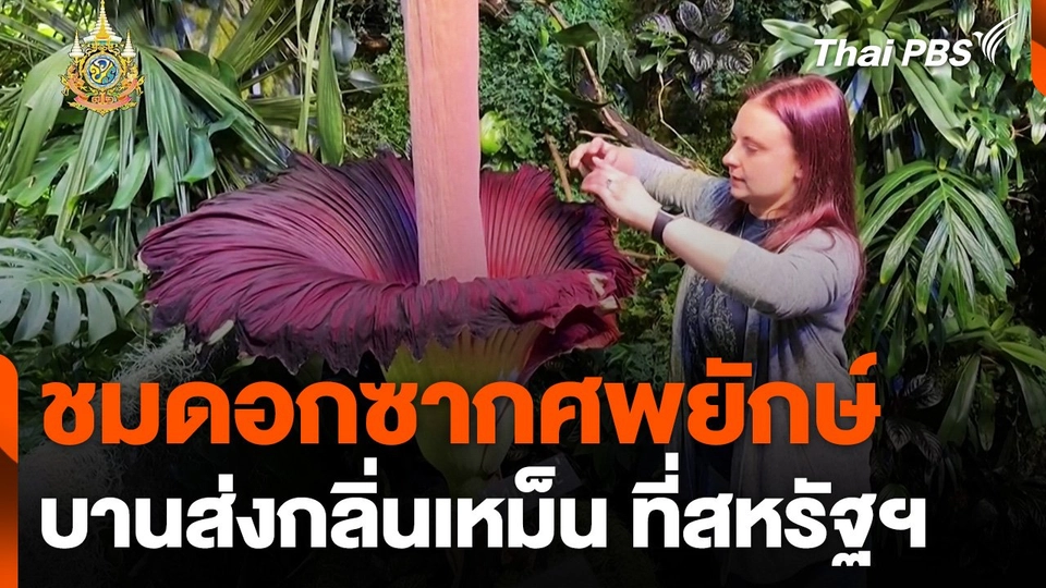 แห่ชมดอกซากศพบานส่งกลิ่นเหม็น สหรัฐอเมริกา