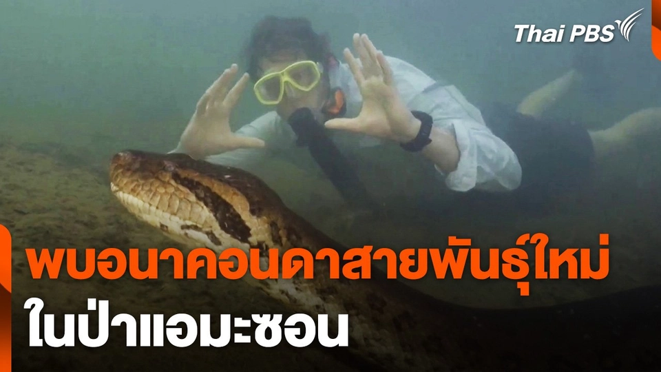 นักวิจัยพบอนาคอนดาสายพันธุ์ใหม่ในแอมะซอน