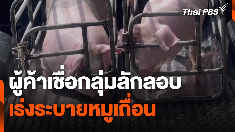 ผู้ค้าเชื่อกลุ่มลักลอบเร่งระบาย "หมูเถื่อน"