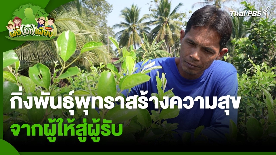 พอดีพอเพียง : กิ่งพันธุ์พุทราสร้างความสุข จากผู้ให้สู่ผู้รับ