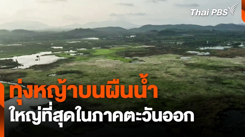 "ทุ่งหญ้าบนผืนน้ำ" ใหญ่ที่สุดในภาคตะวันออก