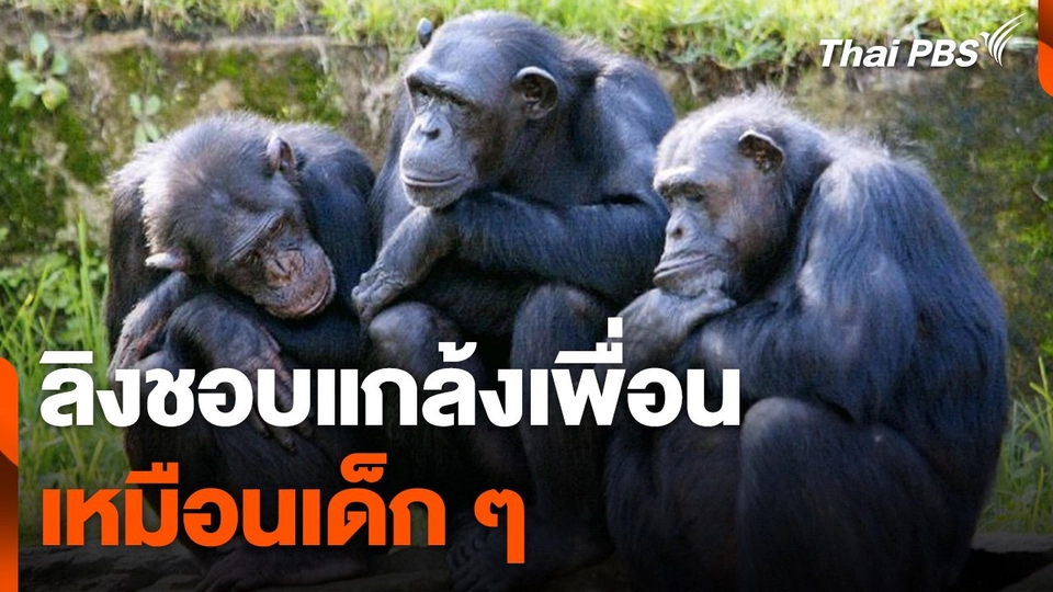 ผลวิจัยชี้ ลิงชอบแกล้งเพื่อน เหมือนเด็ก ๆ