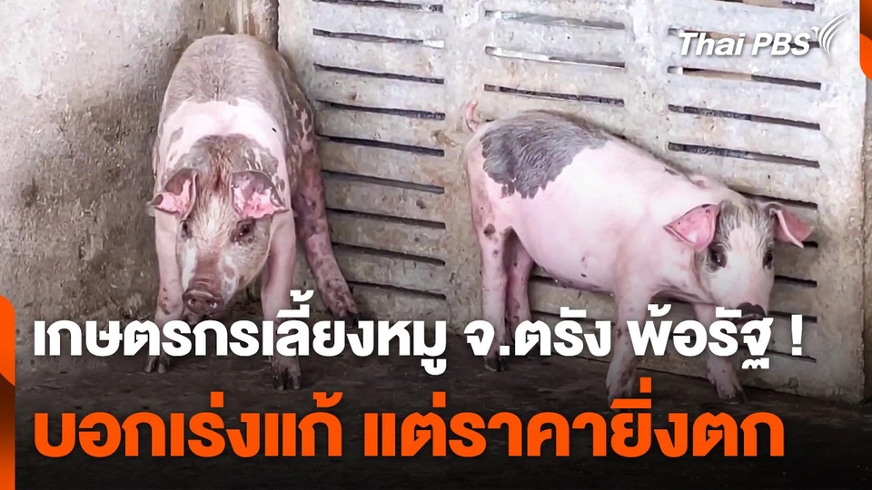 เกษตรกรเลี้ยงหมู จ.ตรัง พ้อรัฐ ! บอกเร่งแก้ แต่ราคายิ่งตก