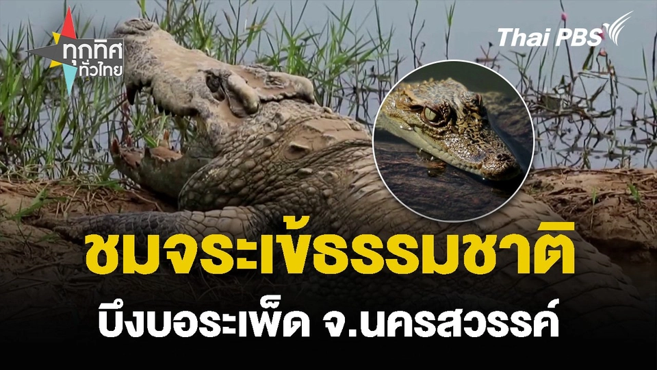 ชมจระเข้ธรรมชาติ บึงบอระเพ็ด จ.นครสวรรค์